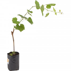 82601695 Виноград культурный «Цветочный» 1.5-2 л высота 40 см