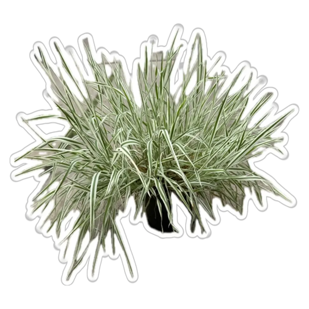 Саженец цветущего многолетника Холкус для сада 89433282 Santreyd STLM-1584296