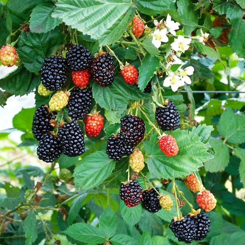 Ежевика Навахо h40 см PLANTMARKET STLM-2146911