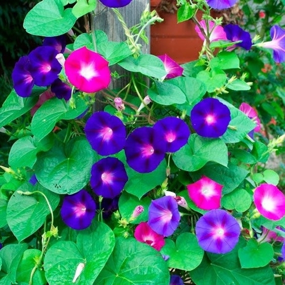 Ипомея Santreyd - смесь ярких вьющихся однолетников для вертикального озеленения 17250938 STLM-0007777