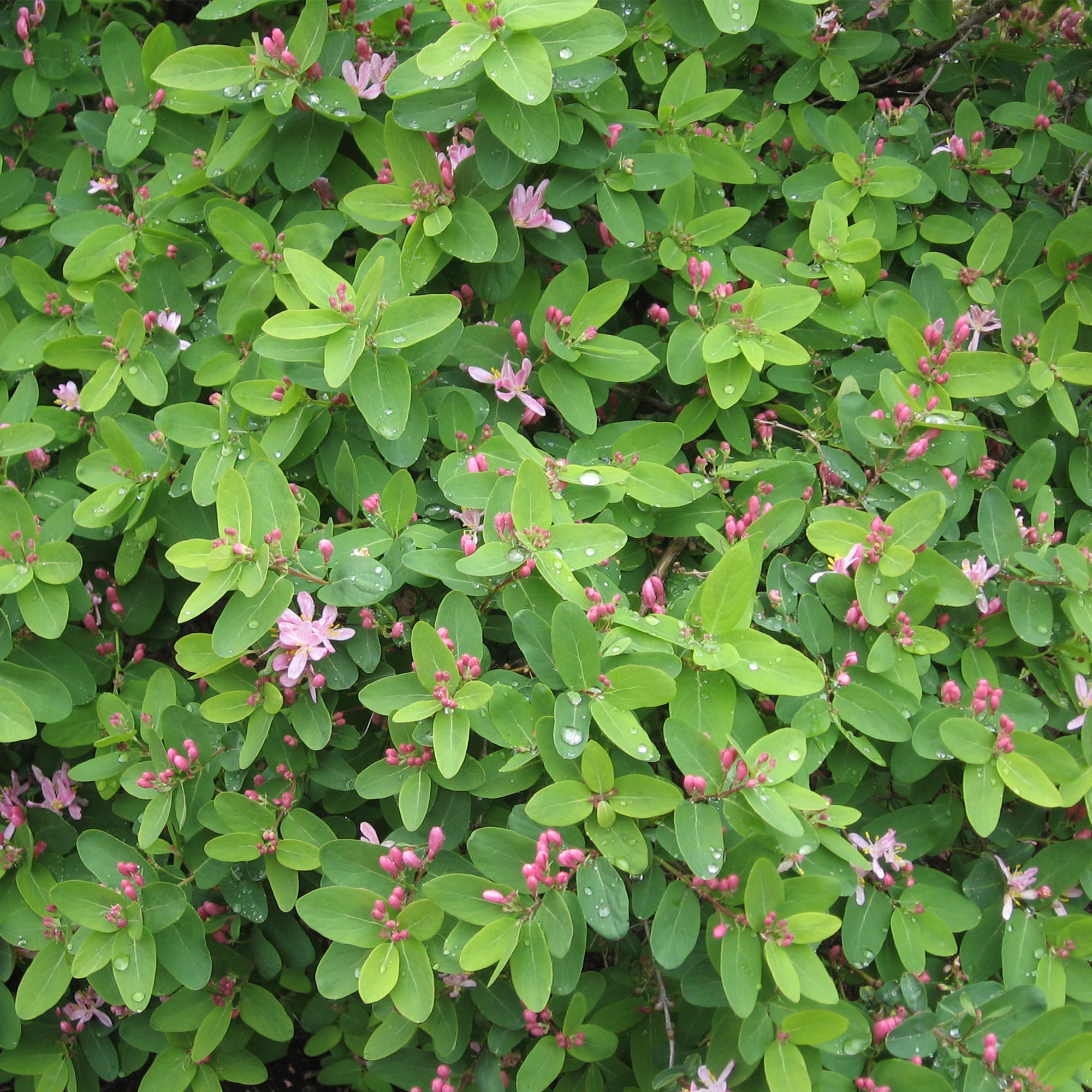 18321128 Жимолость татарская С2, 40 см Santreyd 