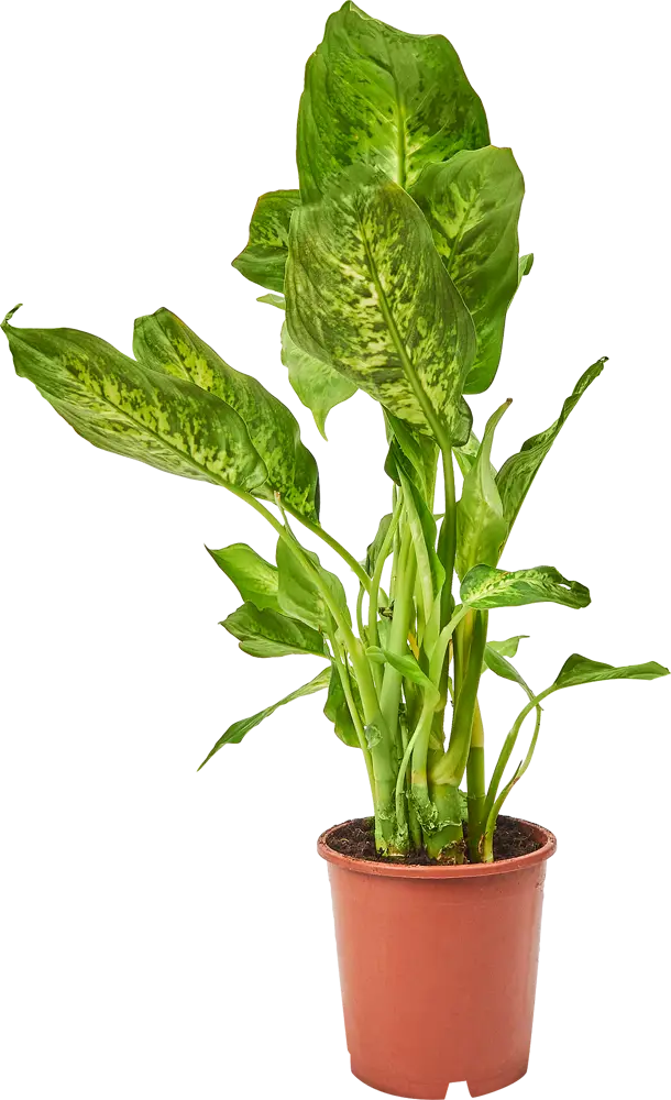 Диффенбахия микс Santreyd — яркий акцент для интерьера 85324965