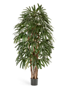 10.36206N Рапис пальма широколистная Цветочная коллекция