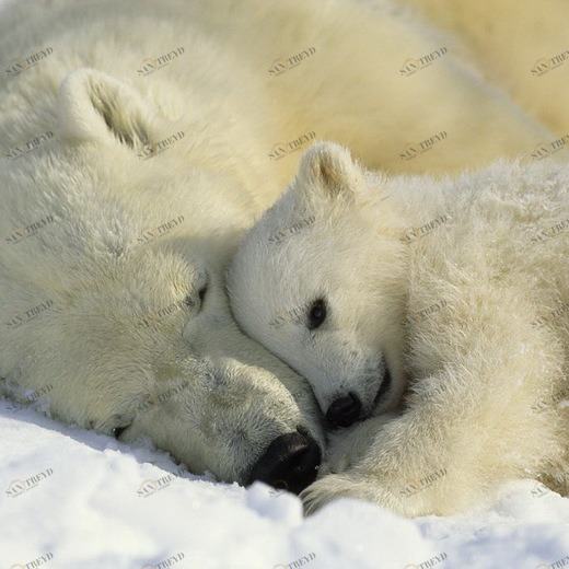 1-605-Polar-Bears-NG Фотообои Komar National Geographic 1.27х1.84 м 1605POLARBEARSNG
