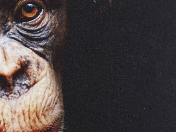 Koziel Квадратная подушка  9997-67  - Вид №1