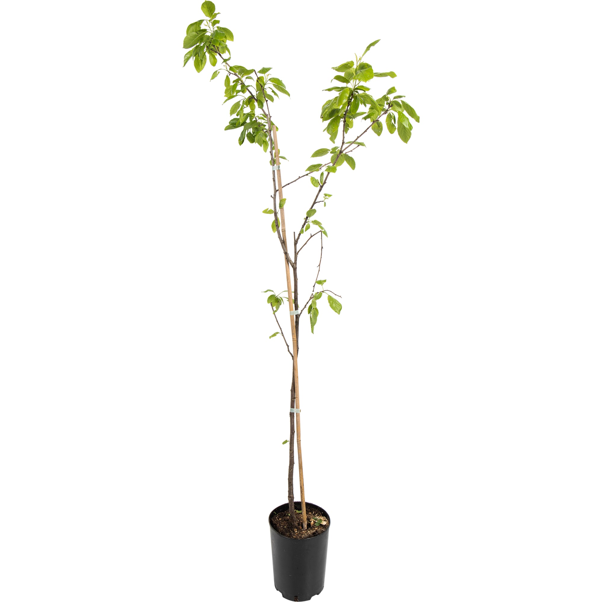 82597135 Слива «Кромань» C4 высота 140 см Santreyd 