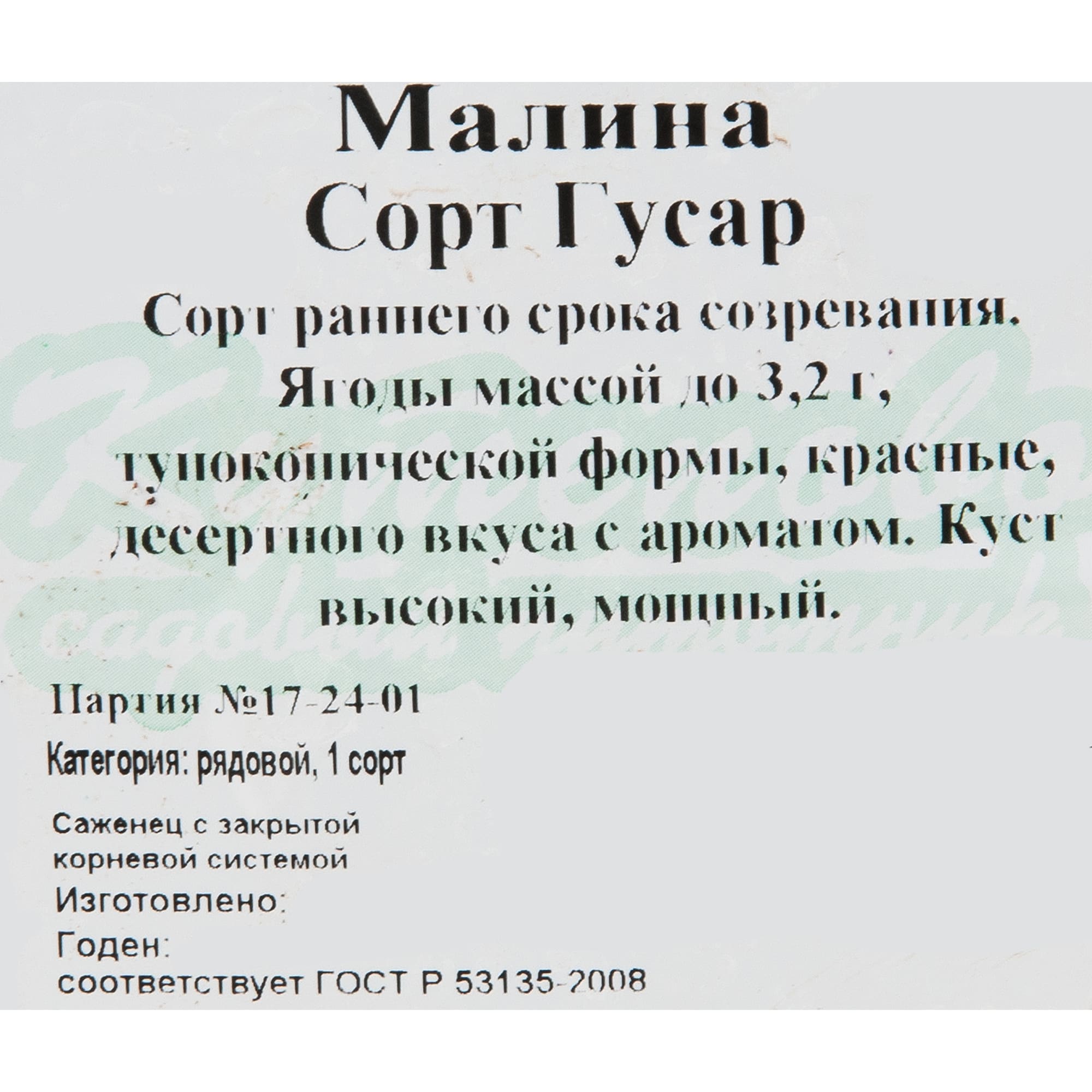 82597098 Малина «Гусар» C2 высота 40 см Santreyd  - Вид №1