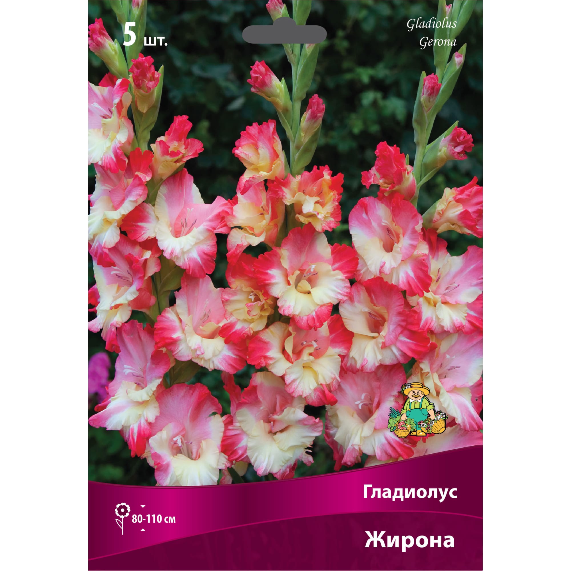 83596681 Гладиолус крупноцветковый Жирона луковица 12/14 Santreyd 