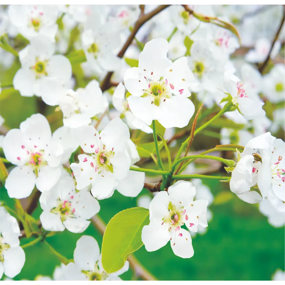 Фотообои Белоснежная яблоня бумажные, 210x200 см Симфония STLM-2200471