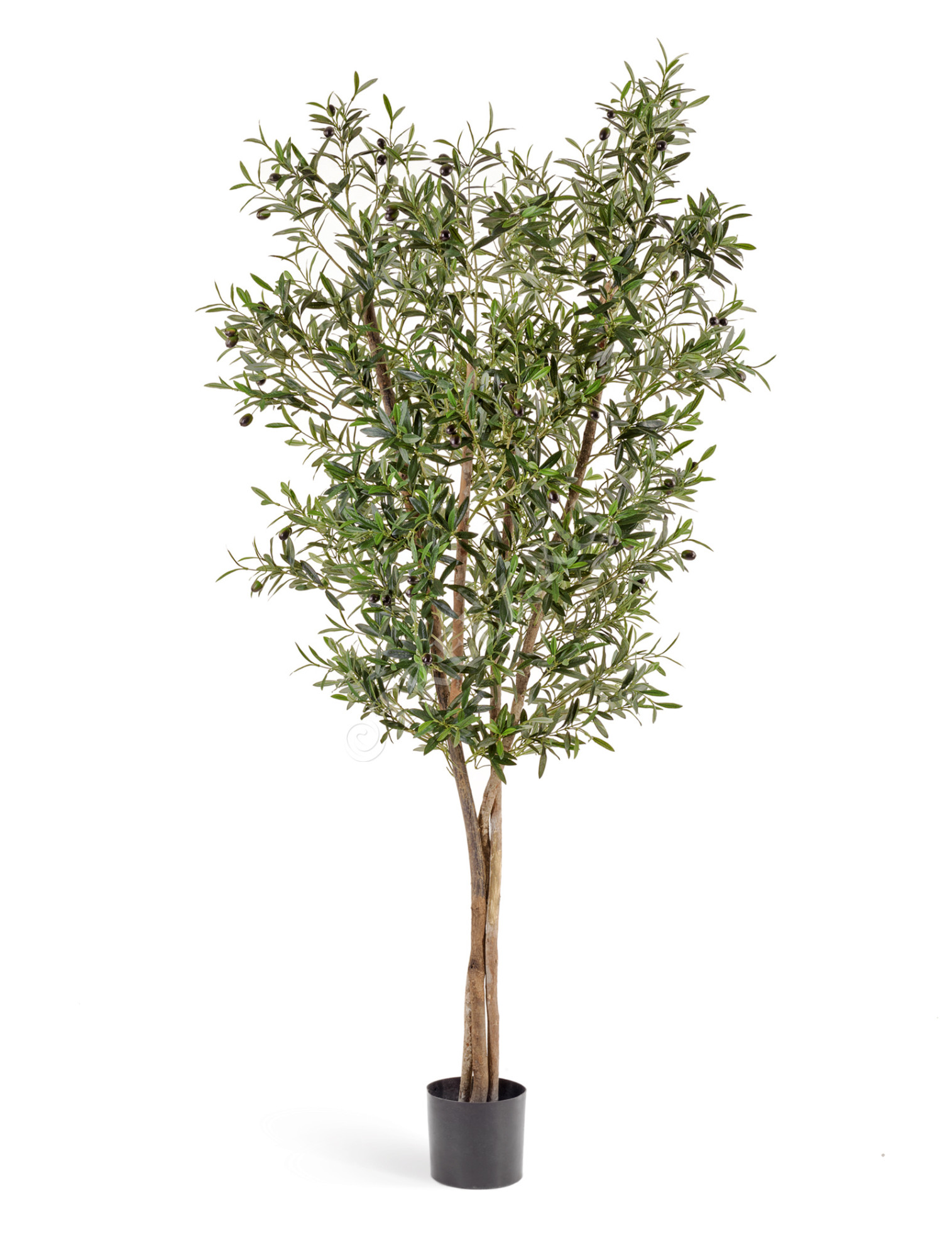 10.28004N Олива Нэйчерел с плодами Цветочная коллекция 