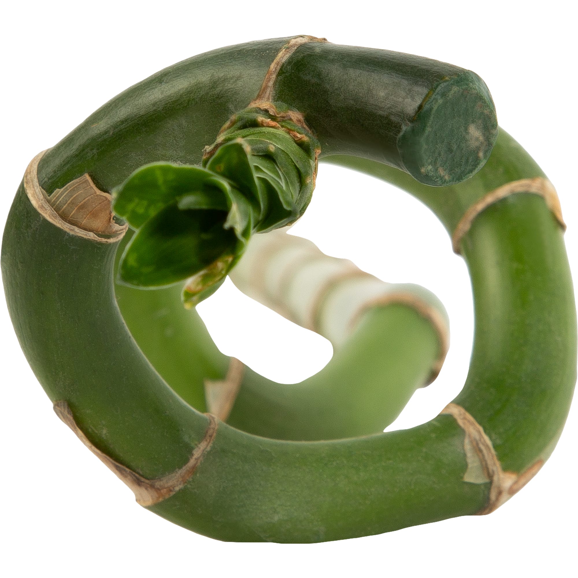 82578915 Бамбуклаки( спираль) h40 Santreyd  - Вид №1