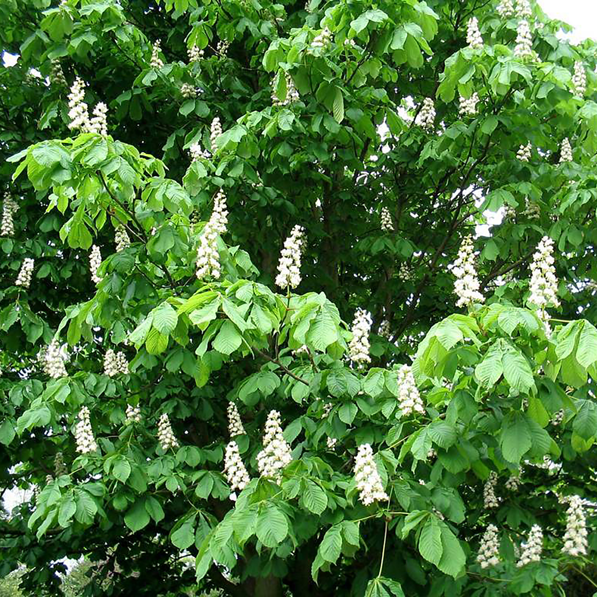 Каштан конский Santreyd - цветущее дерево для сада с целебными свойствами 17895710 STLM-0008938 - Вид №3