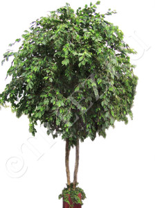 10.57014N Фикус Бенджамина Гигант Цветочная коллекция
