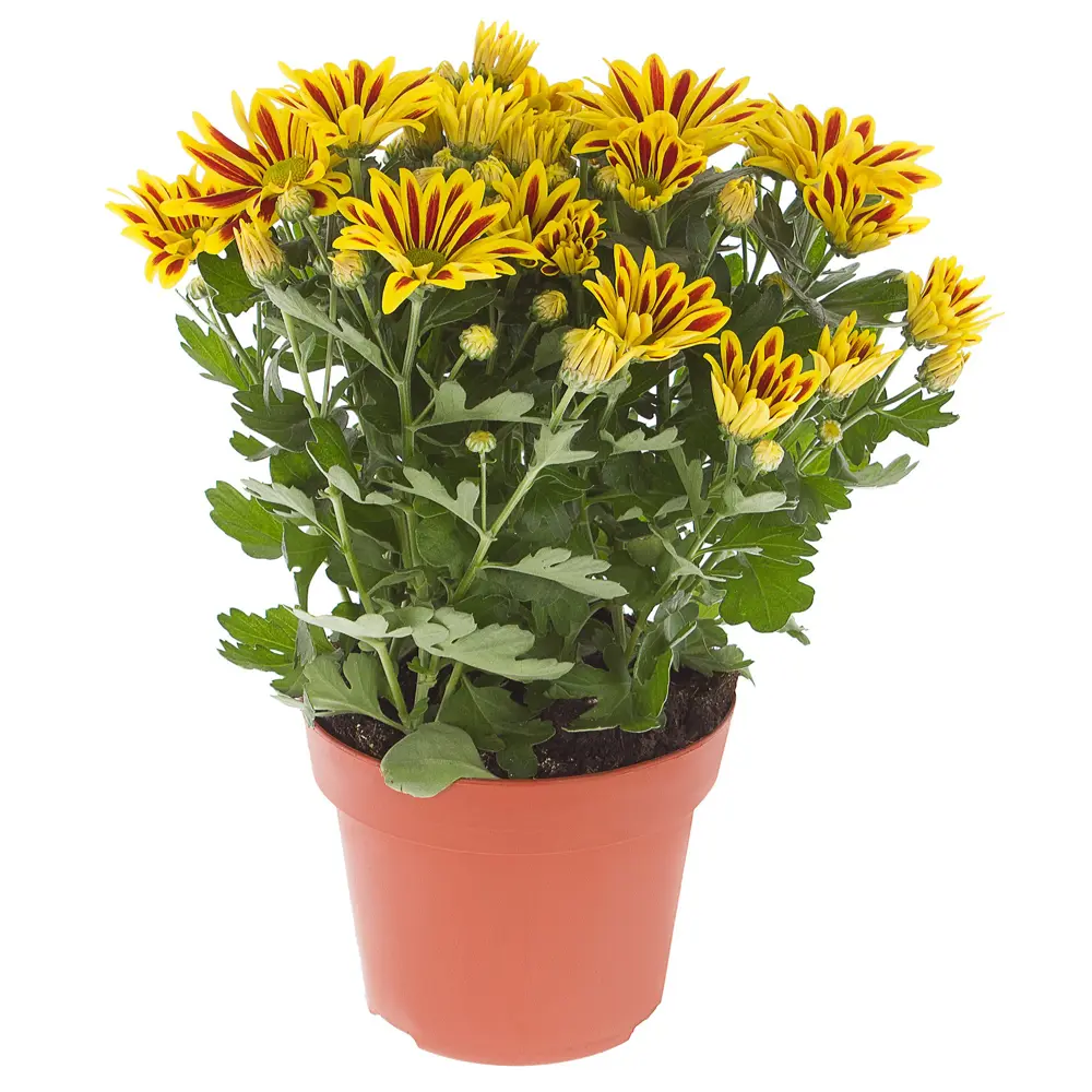 Santreyd Хризантема махровая Indicum Decorum - многолетний садовый цветок 17699057 STLM-0008493