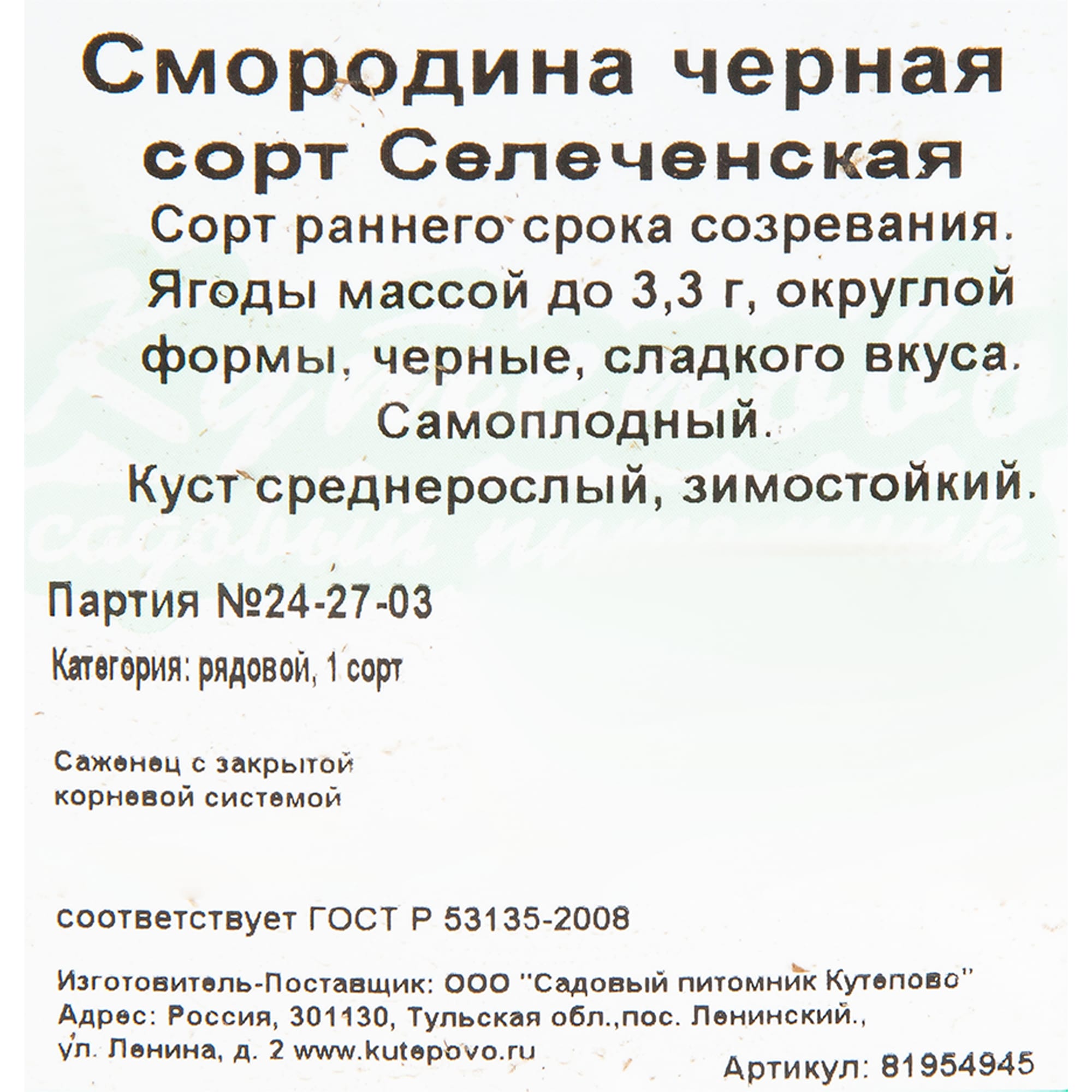 81954945 Смородина чёрная С2 «Селеченская» h40 Santreyd  - Вид №1