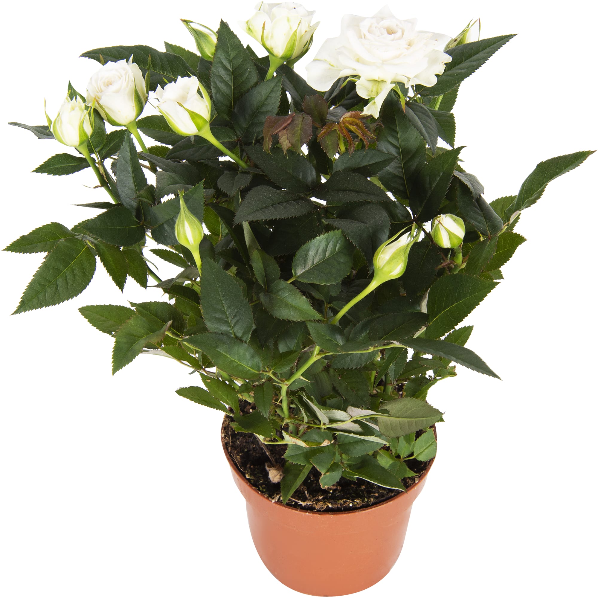 82046457 Роза «Бау Монде» микс Santreyd 