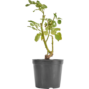 Роза микс ø20 h45 см