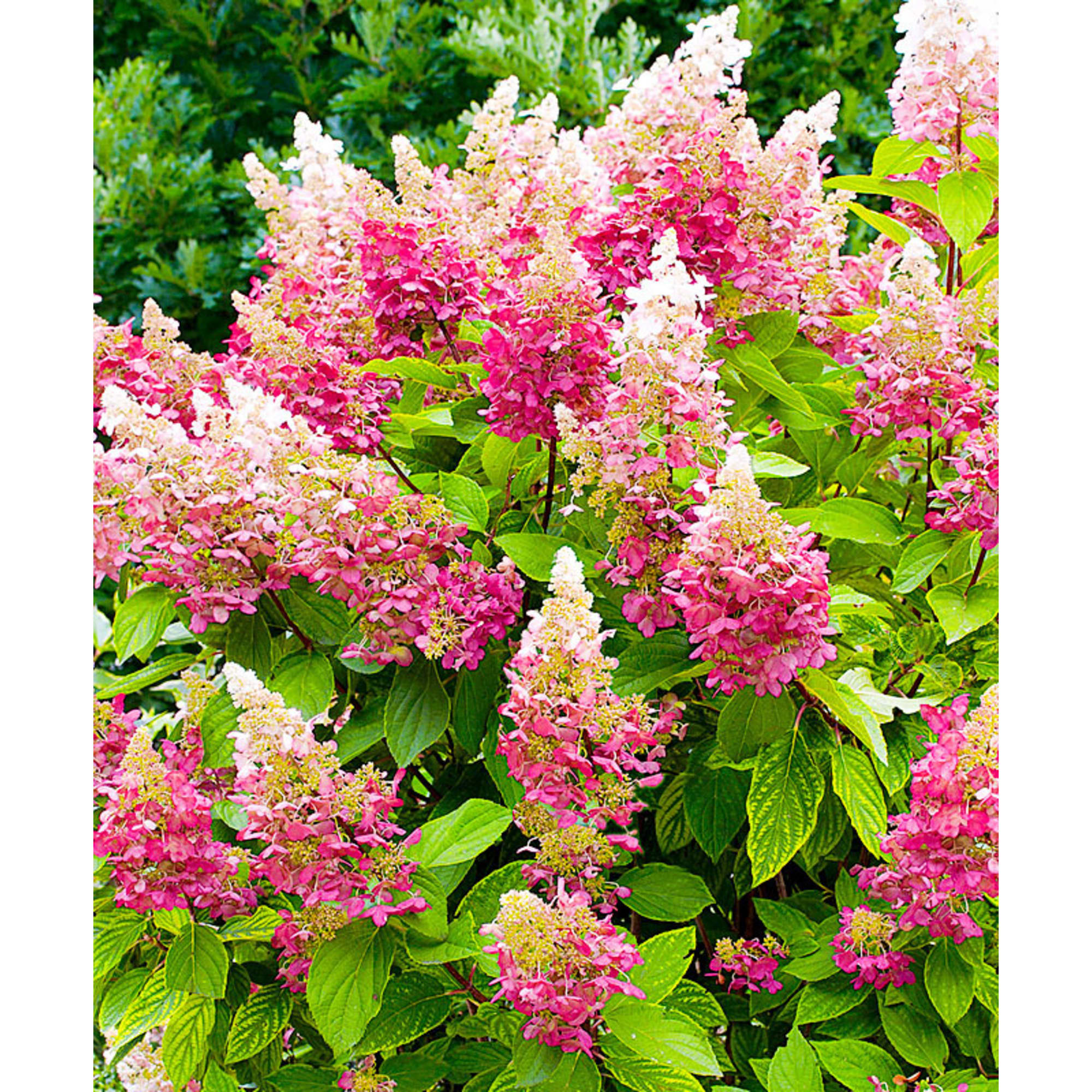 82594840 Гортензия метельчатая «Пинк Леди» 15x20 см Santreyd 