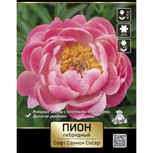 Пион гибридный Софт Салмон Сосер 89452354 STLM-2137619