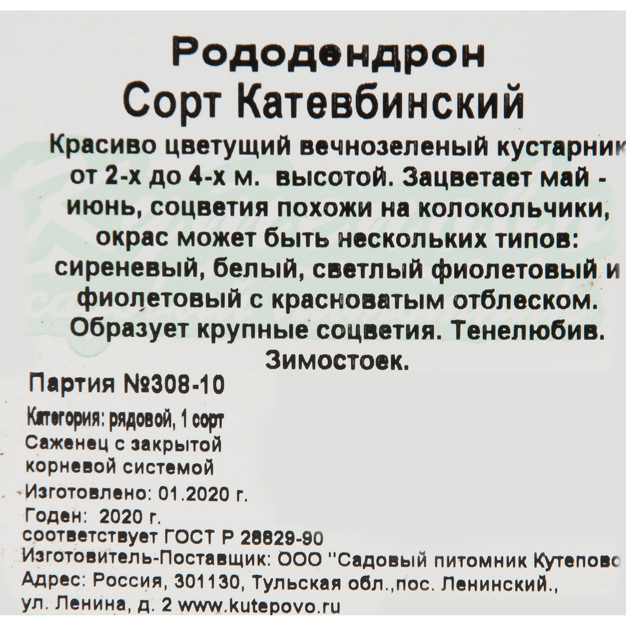 82594919 Рододендрон катевбинский 15x30 см Santreyd  - Вид №1