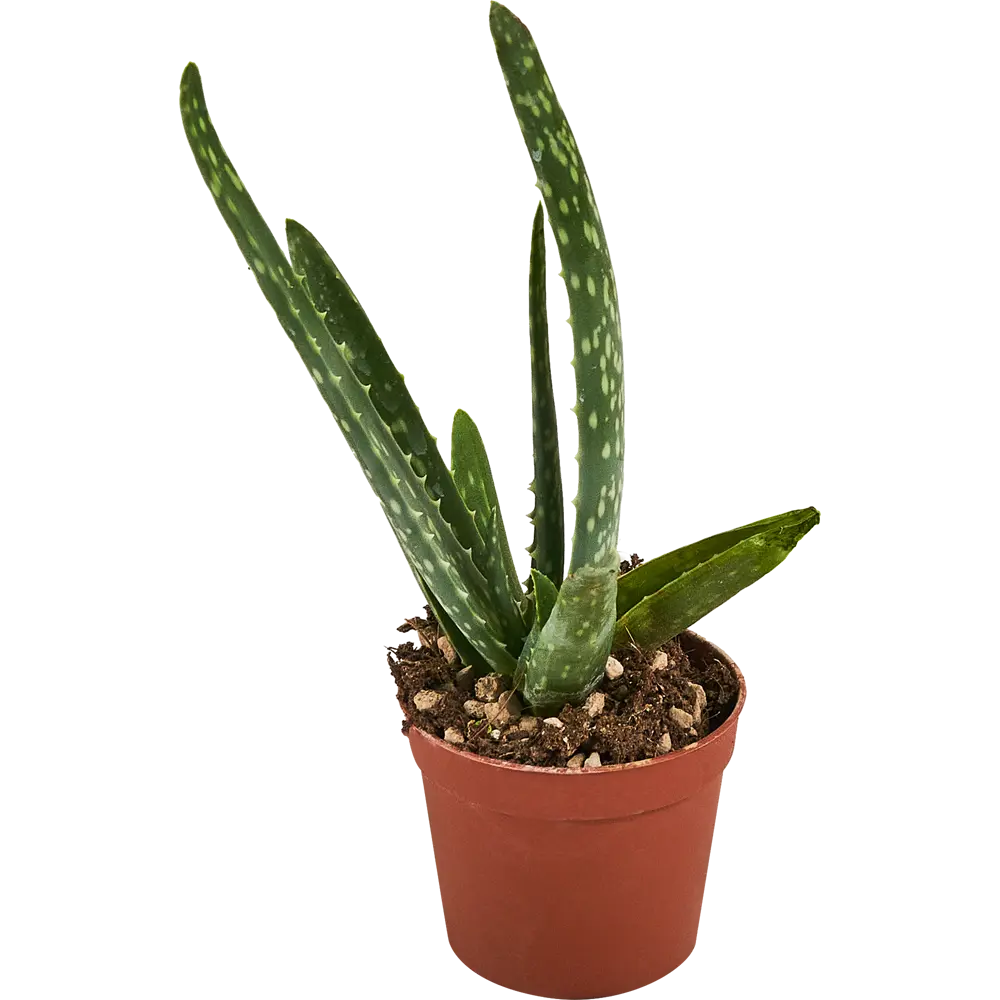 Алоэ вера Santreyd — живой суккулент для вашего интерьера 88477126 STLM-0077755