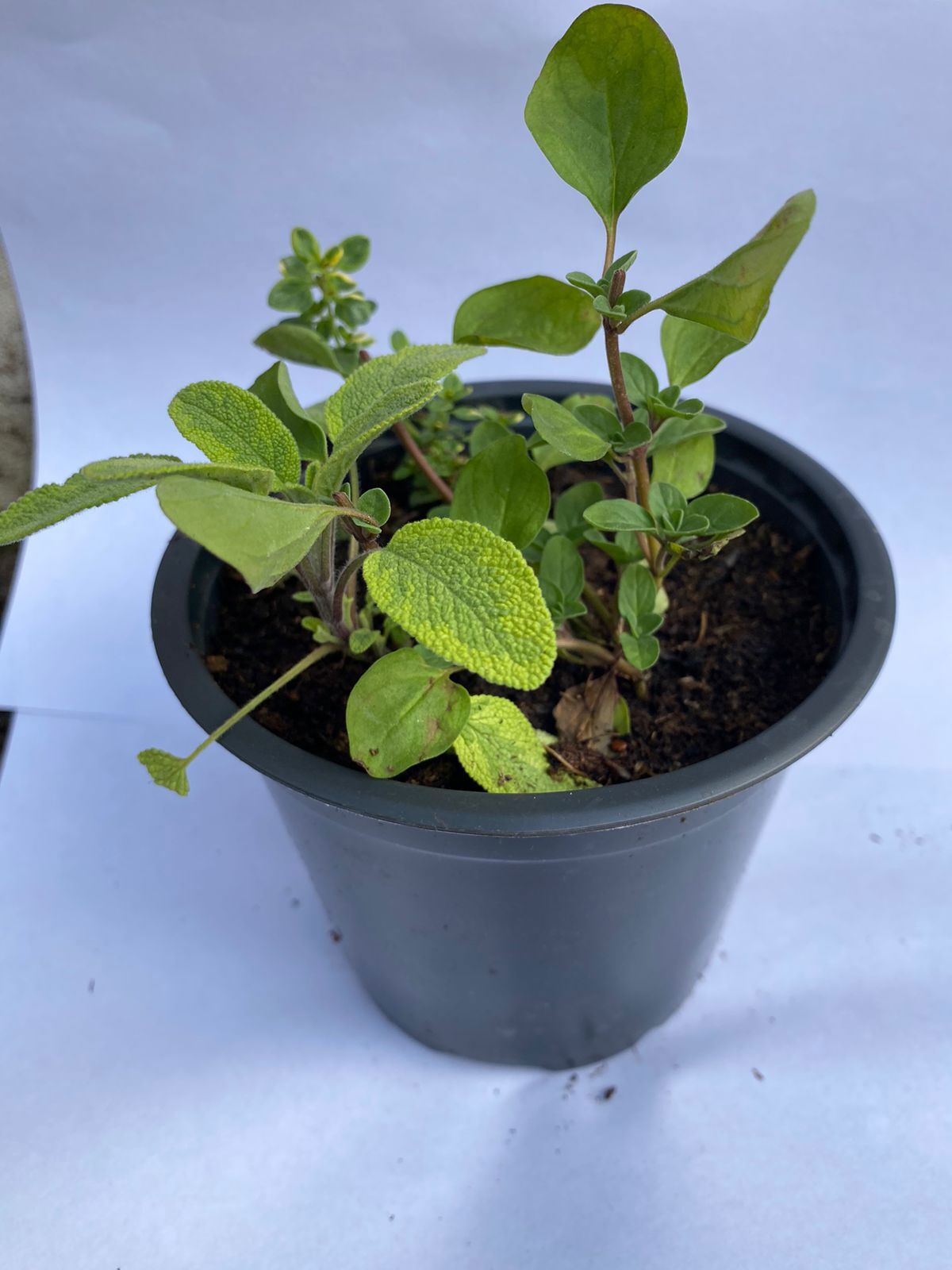 Набор пряных трав Santreyd 'Микс' в горшке ø12 см 87825531