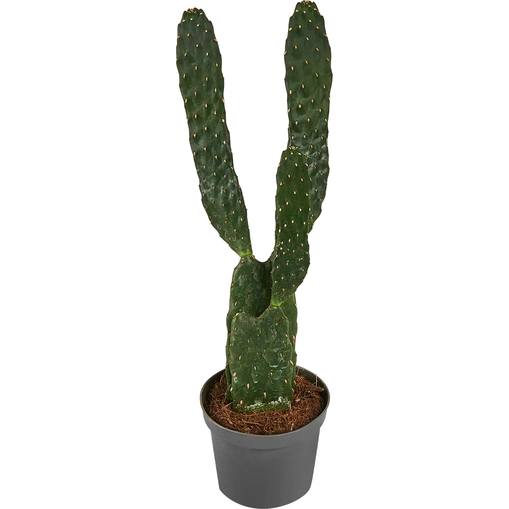 Santreyd Опунция красная — цветущий кактус для интерьера 87819693 STLM-0075890 - Вид №4