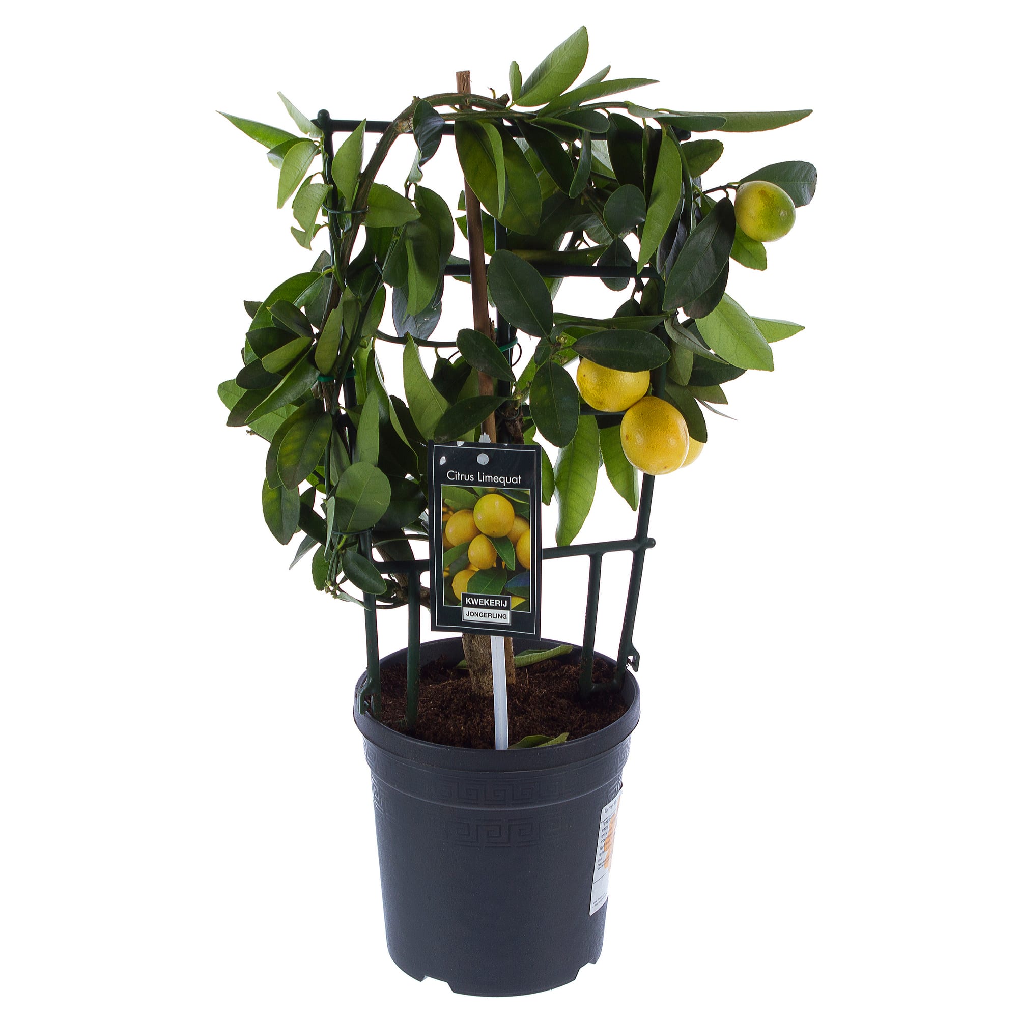 14448201 Цитрус Вулкан Лимон 15х50 см Santreyd 