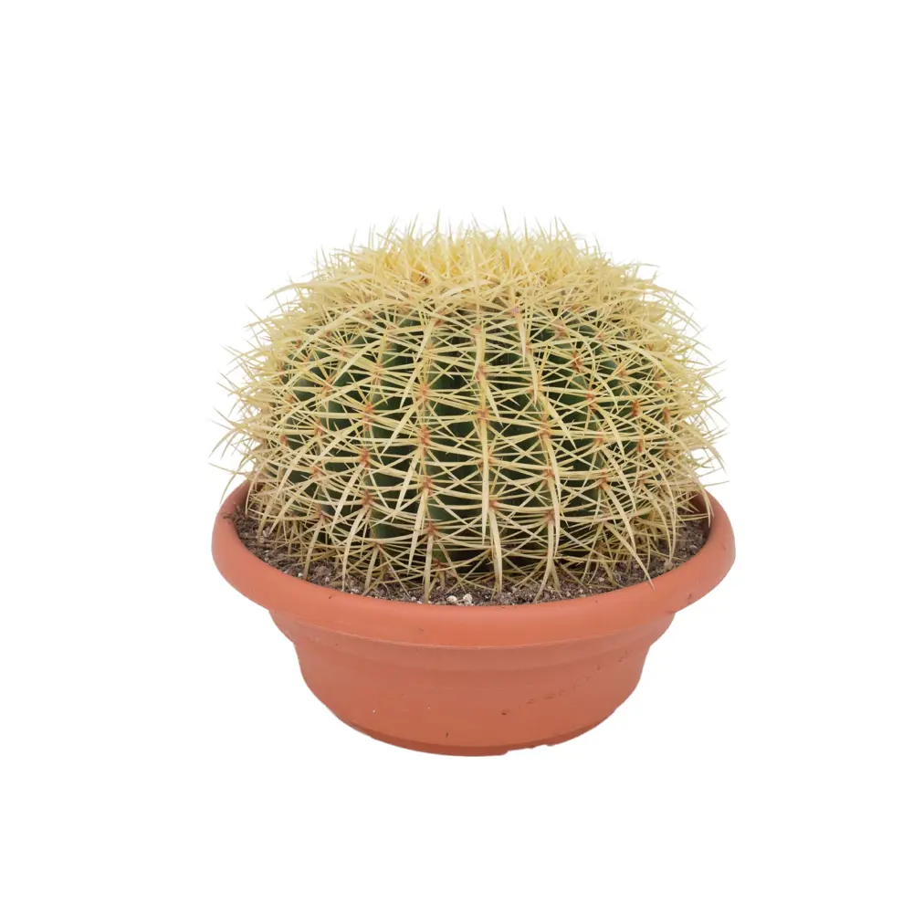 Santreyd Эхеверия крашеная микс - цветной суккулент в горшке 87819697 STLM-1466274