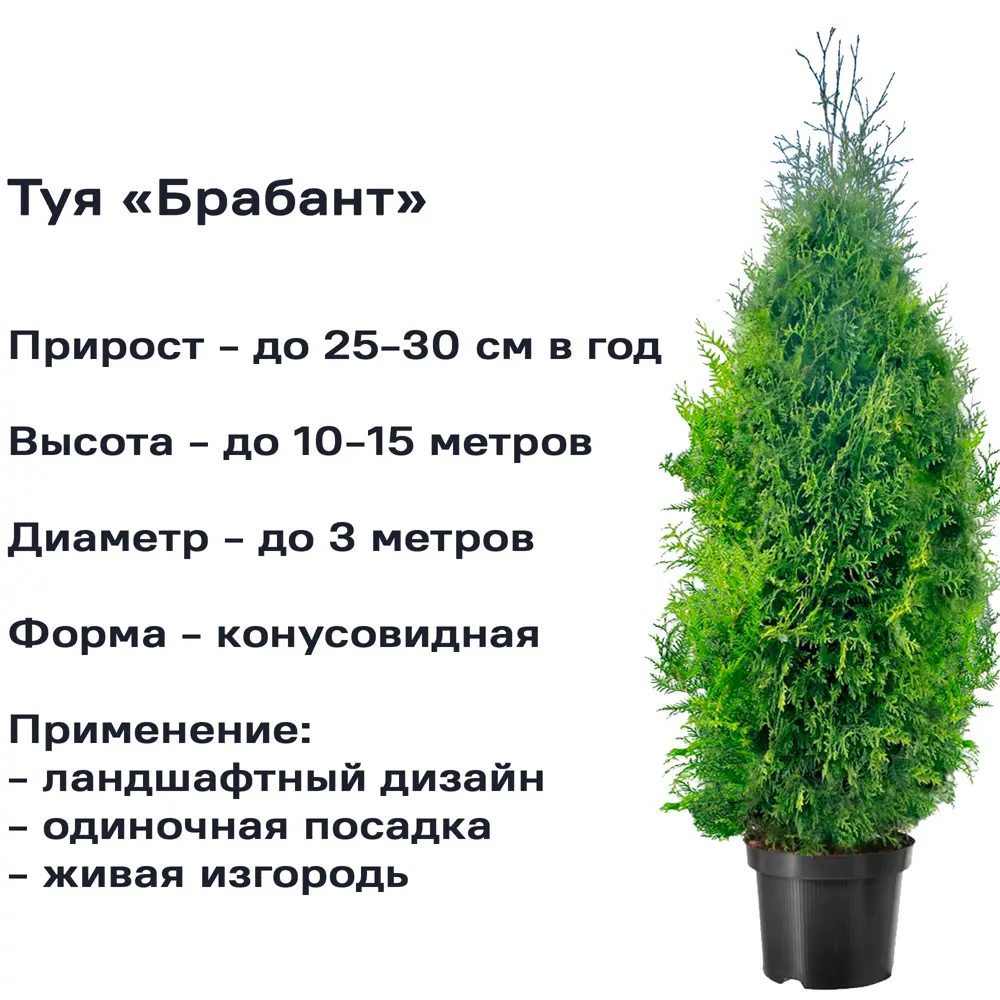 Туя Брабант h180-200 см 84173506 STLM-2197668 Santreyd  - Вид №1