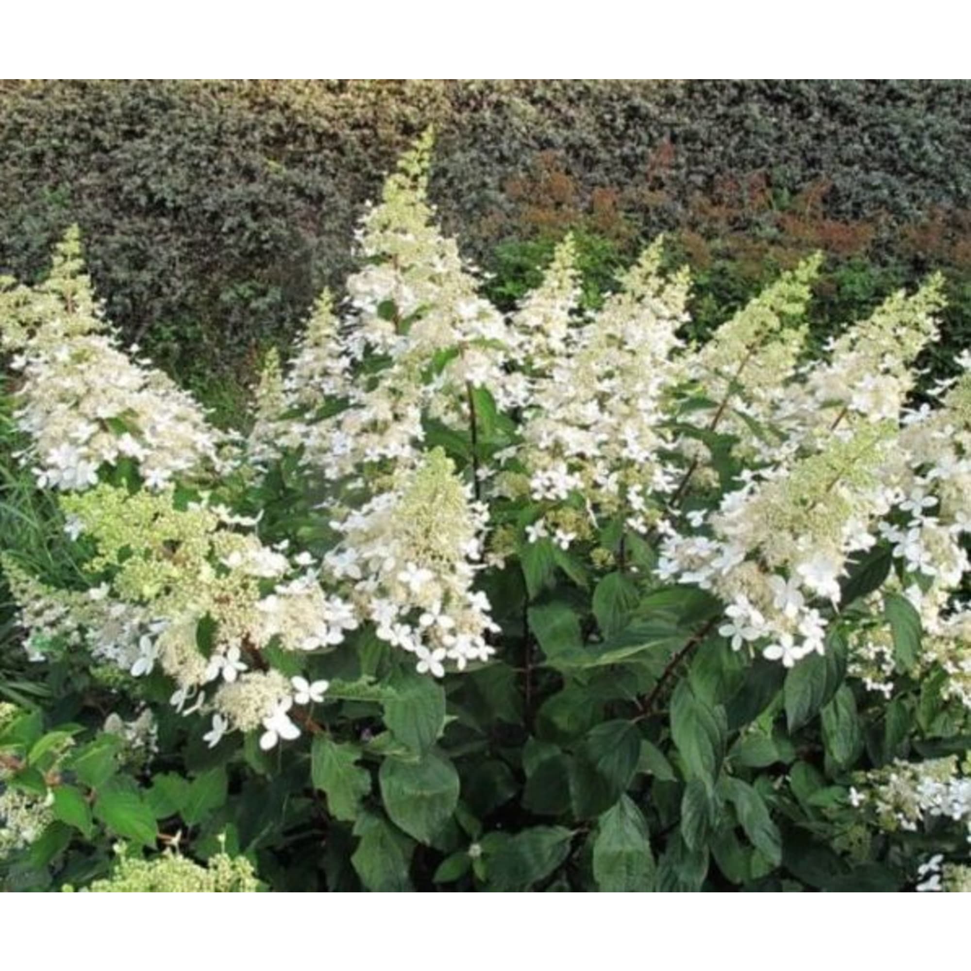 85606563 Гортензия метельчатая Юник ø15 h20 см Santreyd 