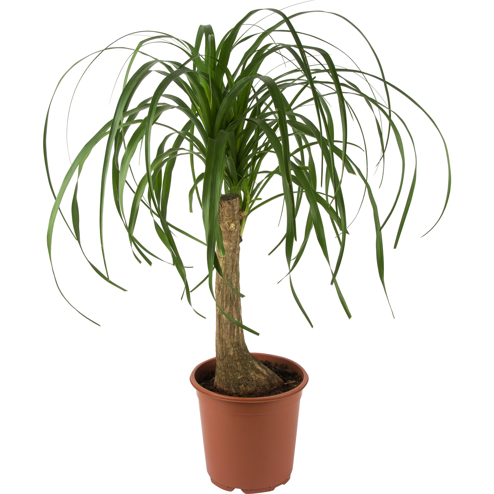 82892074 Нолина 21x60 см Santreyd 