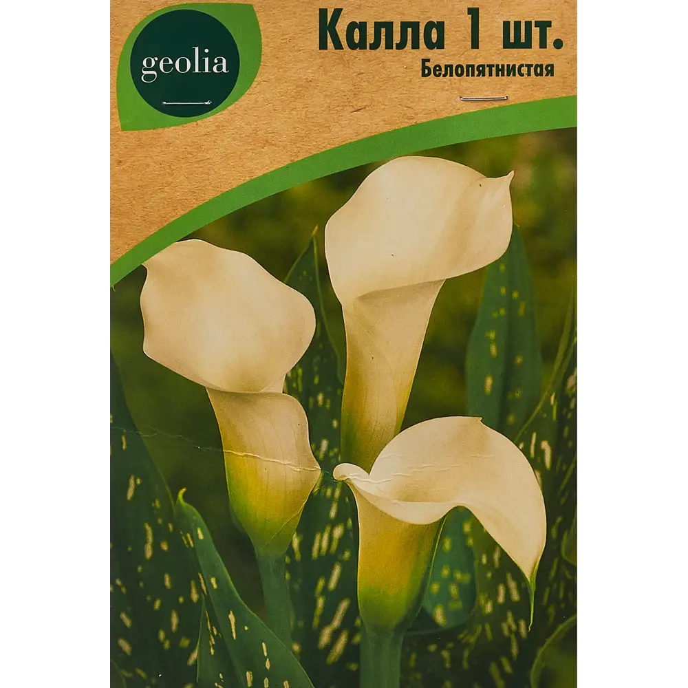 Калла Geolia Белопятнистая STLM-2130255