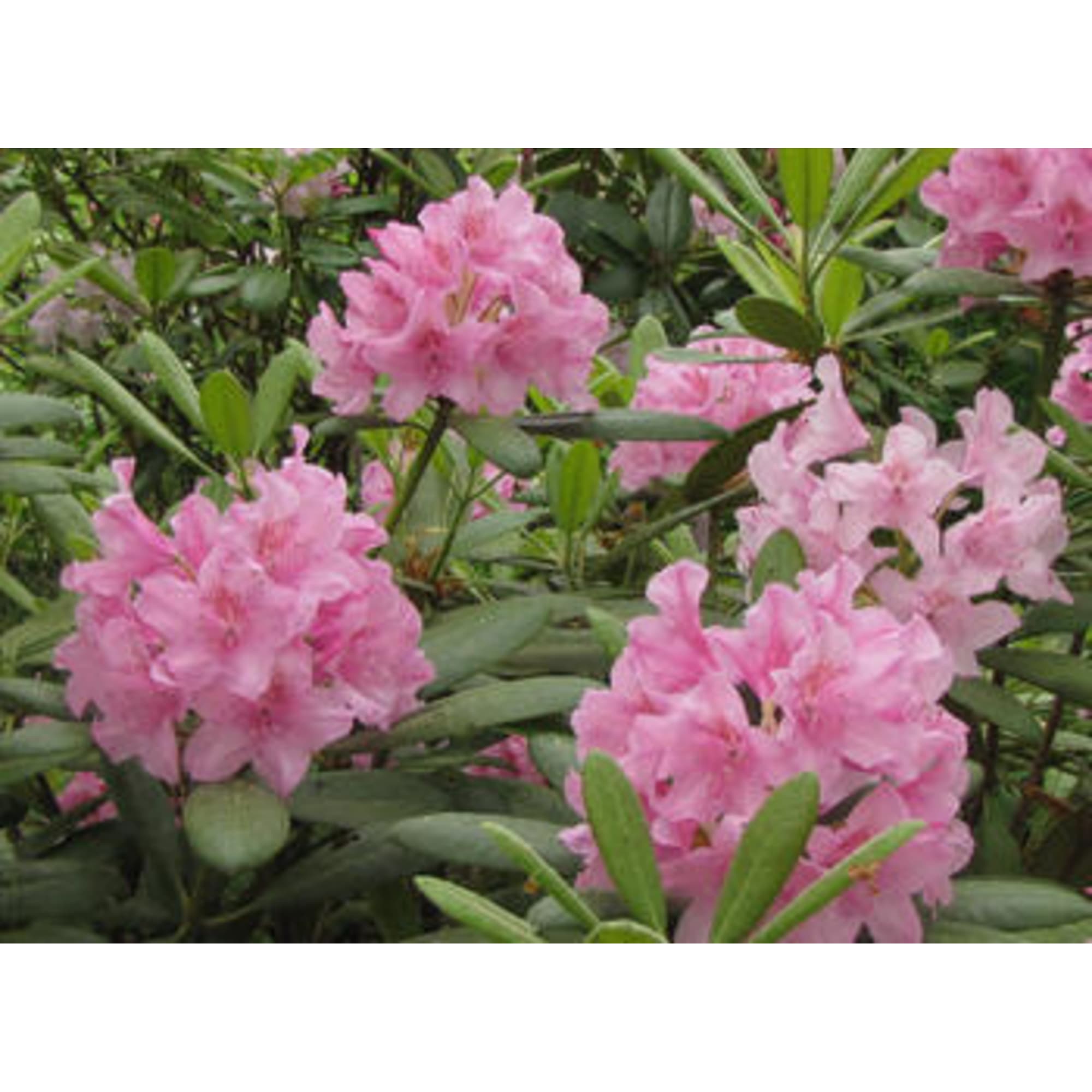 82594920 Рододендрон хельсинский «Юнивесити» 15x30 см Santreyd  - Вид №2