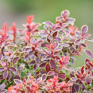 85325439 Барбарис Тунберга Адмейриш ø17 h30 см