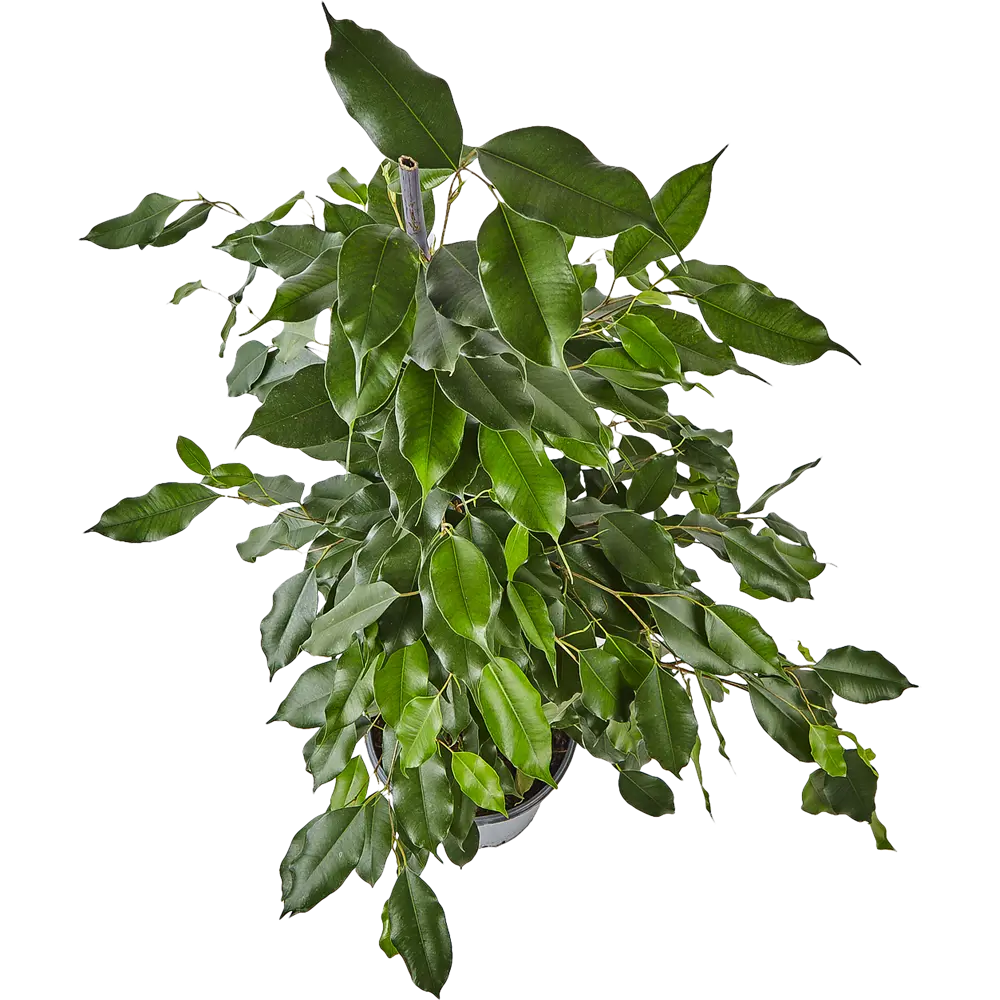 Фикус Экзотика Пирамида от Santreyd — живая элегантность в интерьере 82877338 STLM-0957790 - Вид №1