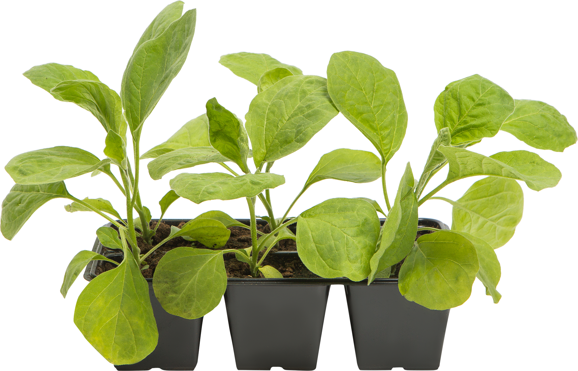 Рассада баклажана Микс Santreyd - 6 шт., фиолетовые плоды 82560445 STLM-0029959 - Вид №1