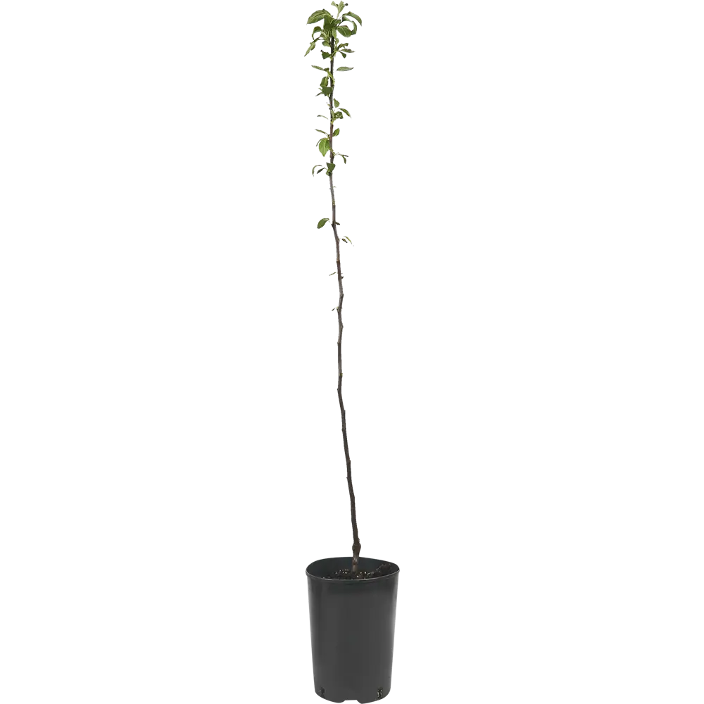 Яблоня Богатырь ø22 h80 см 84834899 STLM-2153288 PLANTMARKET  - Вид №1