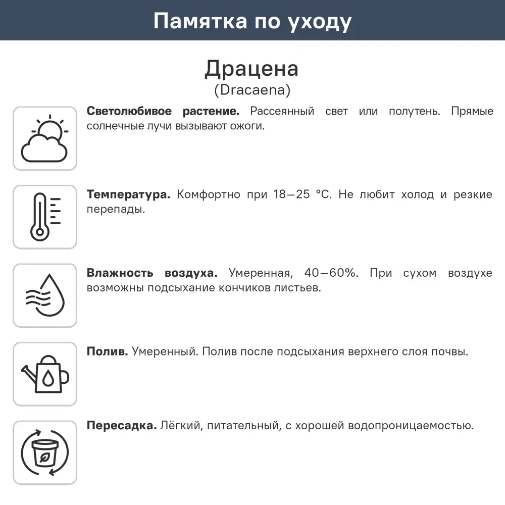 Драцена Лемон Лайм ø12 h25 - 30 см 89432202 STLM-2047022 Santreyd  - Вид №1
