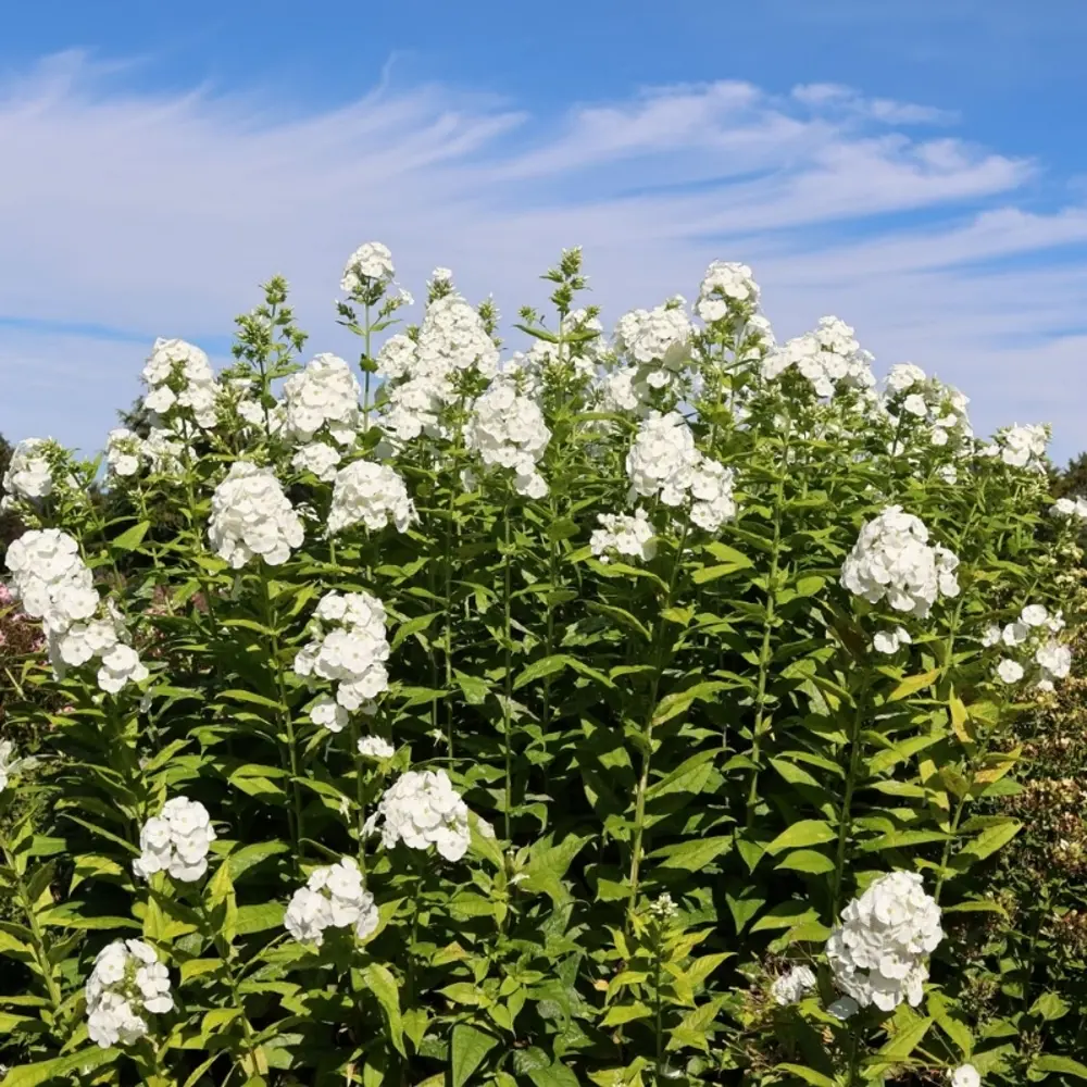 Флокс Вайт Адмирал ø15 h20 см PLANTMARKET STLM-2008045