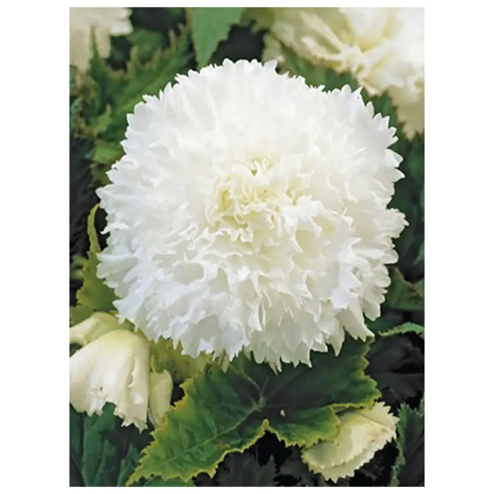 Бегония «fimbriata White», 4х5 см 12156993 STLM-2133826 GEOLIA 