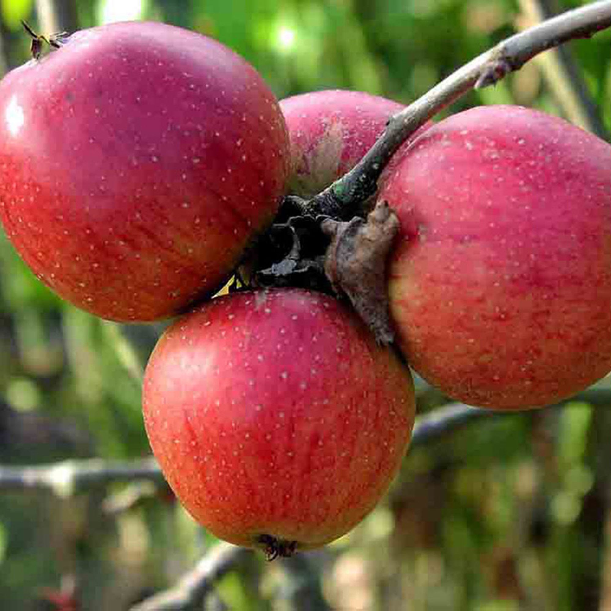 16400455 Яблоня Беркутовское, 3-5 лет Santreyd 