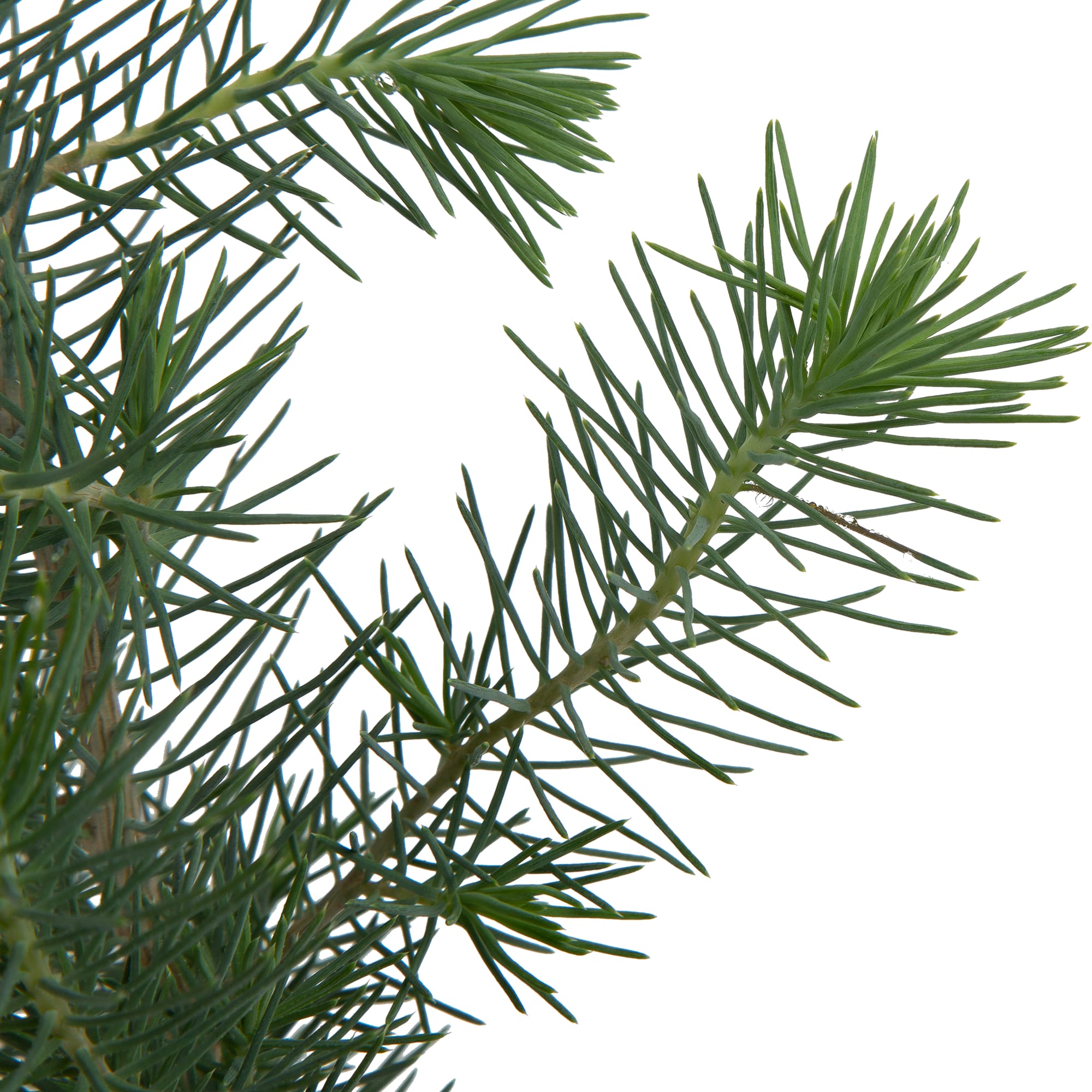 82769602 Сосна в рождественской кружке 10.5x35 см Santreyd  - Вид №1