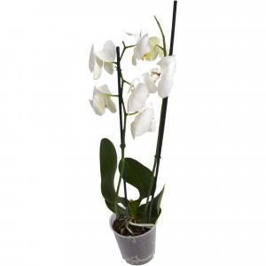 82330265 Орхидея Фаленопсис Стандарт микс 2 стебля ø12 h50 см