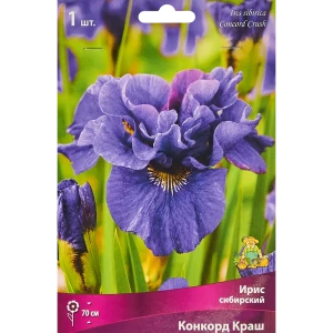 Ирис сибирский Конкорд Краш