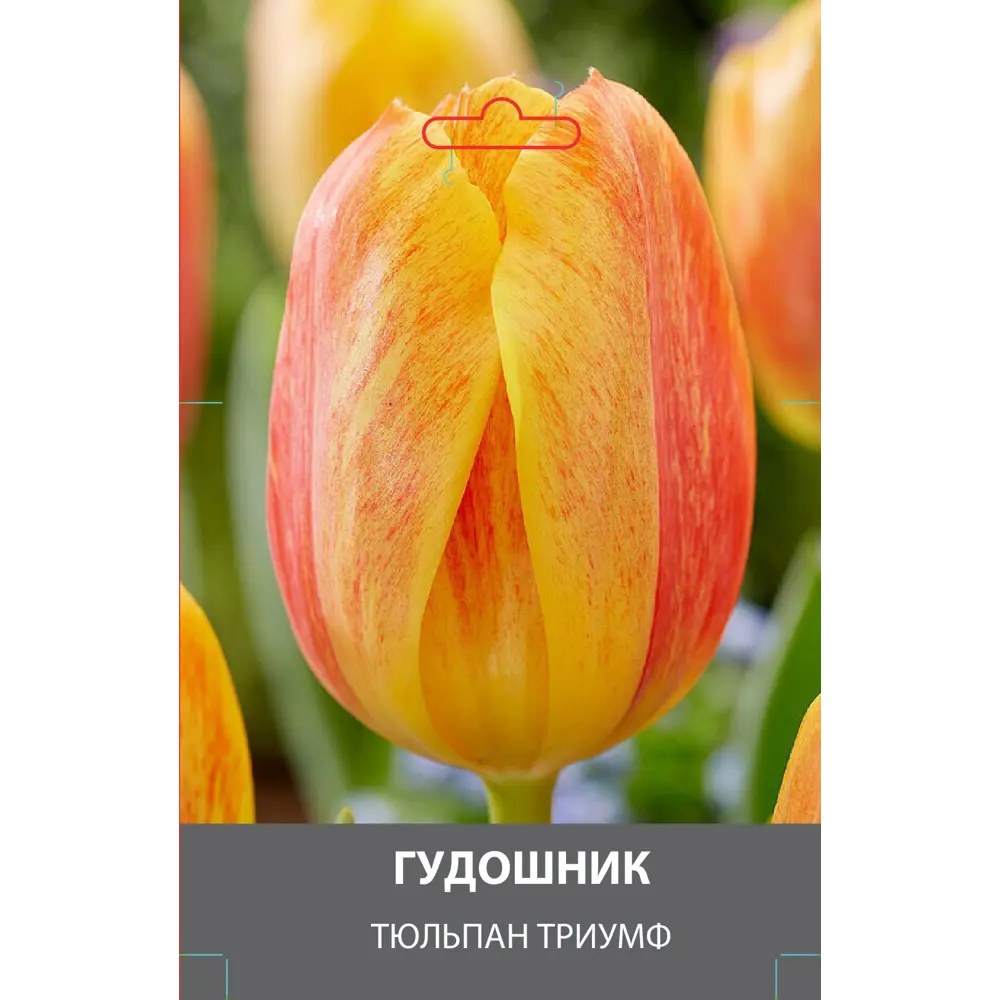 Тюльпан Триумф Гудошник луковицы 10/11 89432963 STLM-2203485 Santreyd 