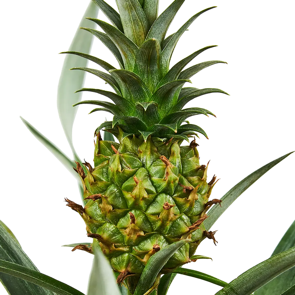 Santreyd Ананас комнатный - экзотическое украшение интерьера 89348852 STLM-1380931 - Вид №1