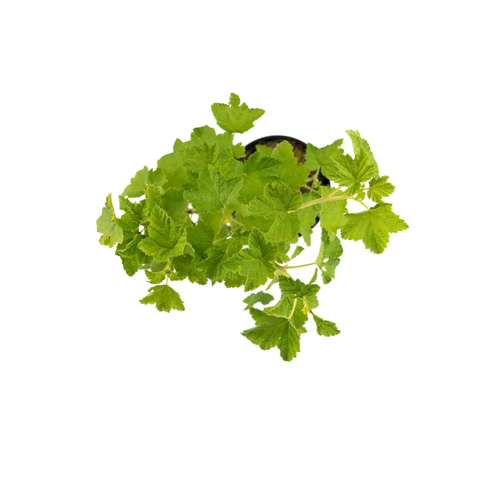 Саженец красной смородины Jonkheer Van Tets от Santreyd - обильный урожай в вашем саду 84841706 STLM-0957732 - Вид №2