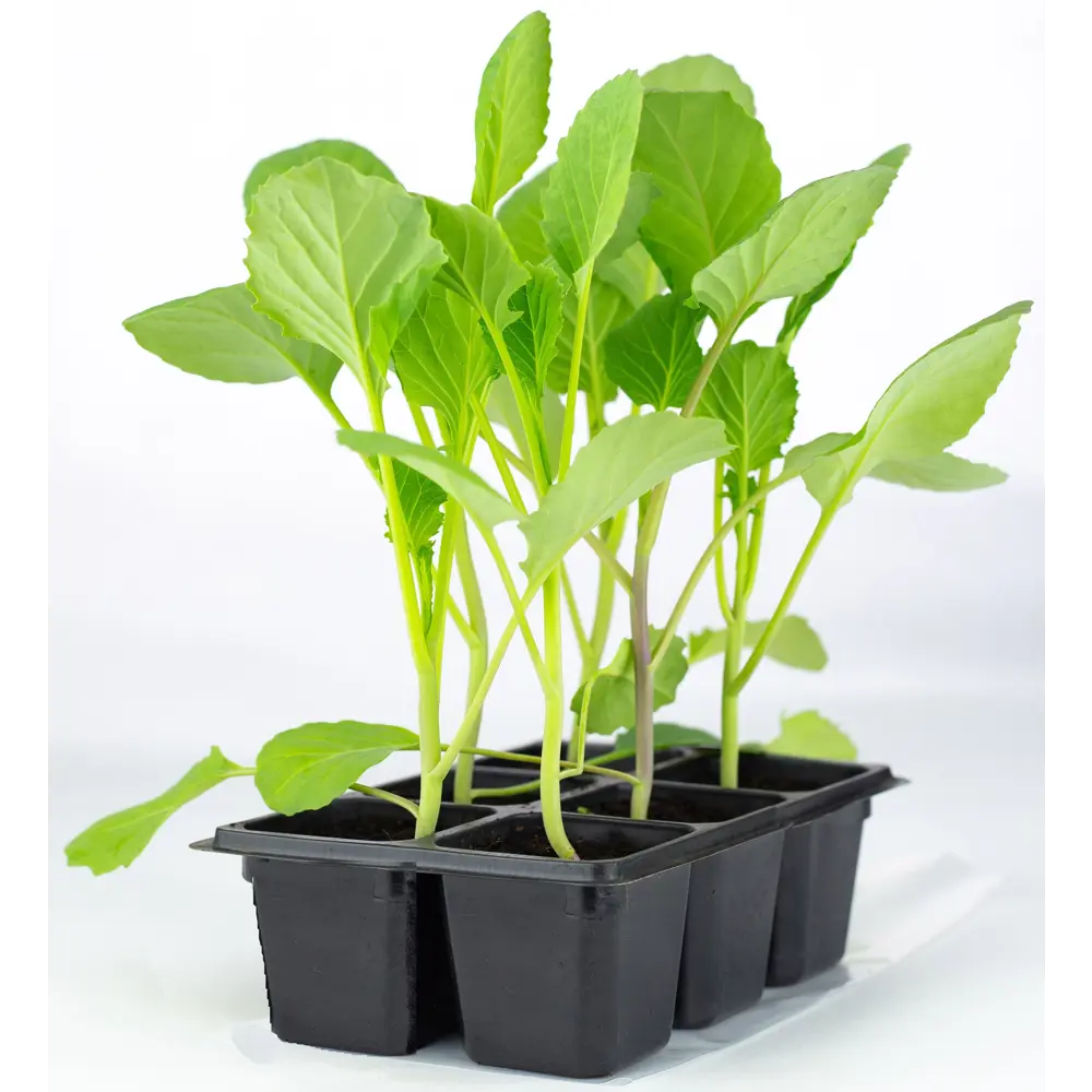 Капуста Брюссельская h15 см Santreyd STLM-2121686