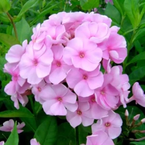 Флокс Пинки Хилл ø15 h20 см 89465474 STLM-2067309
